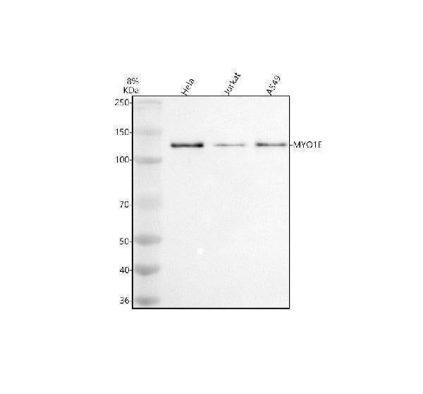 Anti-MYO1E Antibody Picoband®