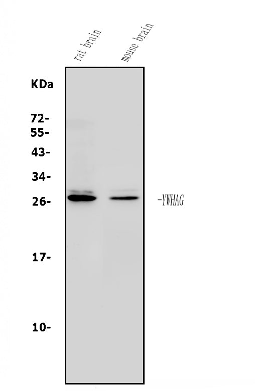 Anti-14-3-3 gamma/YWHAG Antibody Picoband®