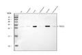 Anti-14-3-3 gamma/YWHAG Antibody Picoband®