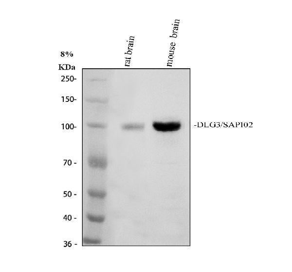 Anti-SAP102/DLG3 Antibody Picoband®