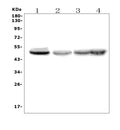Anti-eRF1/ETF1 Picoband® Antibody