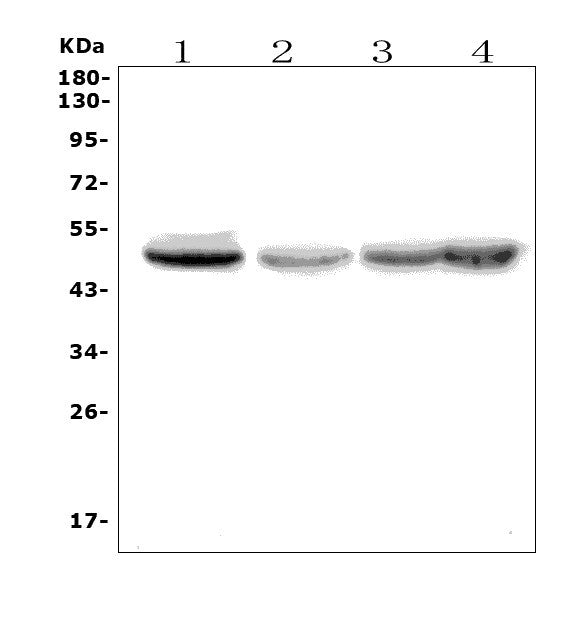 Anti-eRF1/ETF1 Picoband® Antibody