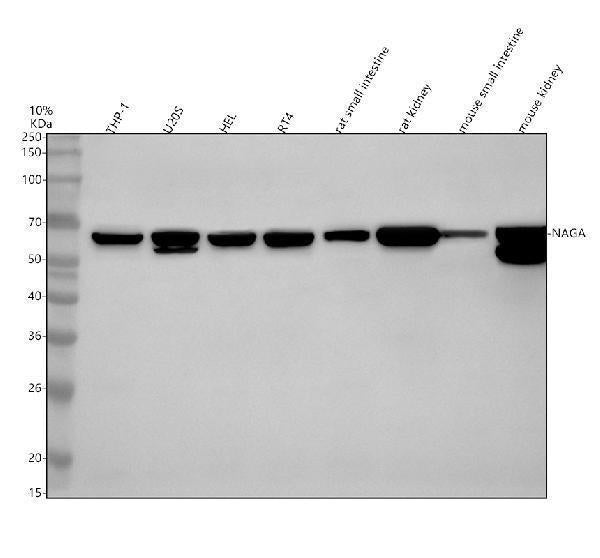 Anti-NAGA Antibody Picoband®