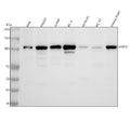Anti-Hsp105/HSPH1 Antibody Picoband®