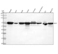 Anti-ABCE1 Antibody Picoband®