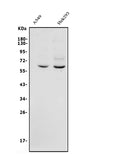 Anti-GRB14 Antibody Picoband®