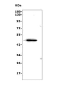 Anti-ND4/Mtnd4 Antibody Picoband®