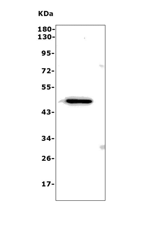 Anti-ND4/Mtnd4 Antibody Picoband®