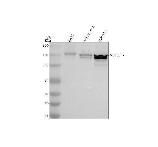 Anti-MYBBP1A Antibody Picoband®