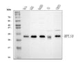 Anti-RPL10 Antibody Picoband®