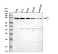 Anti-AGO3 Antibody Picoband®