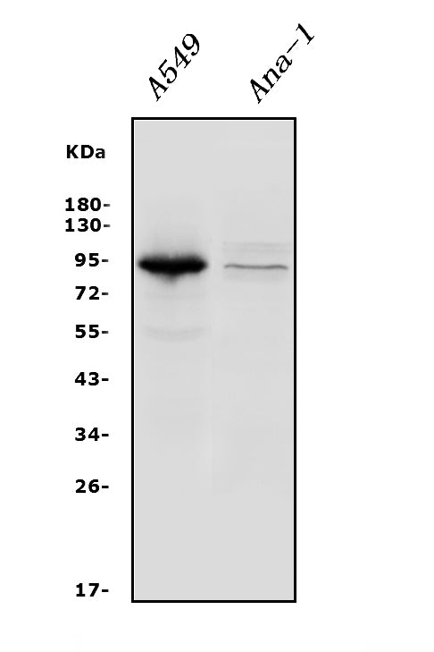 Anti-Integrin beta 5/ITGB5 Antibody Picoband®