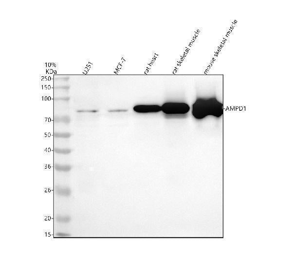 Anti-AMPD1 Antibody Picoband®