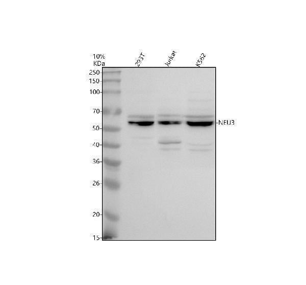 Anti-NEU3 Antibody Picoband®