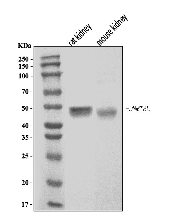 Anti-Dnmt3l Antibody Picoband®