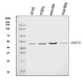 Anti-DNMT3L Antibody Picoband®