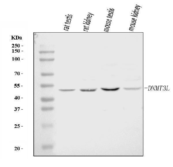 Anti-DNMT3L Antibody Picoband®