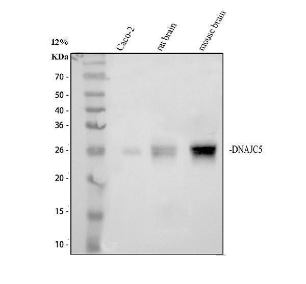 Anti-DNAJC5 Antibody Picoband®