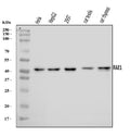 Anti-RAE1 Antibody Picoband®