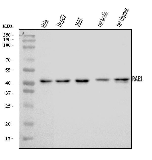 Anti-RAE1 Antibody Picoband®