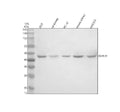Anti-GHRHR Antibody Picoband®