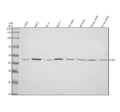 Anti-EGR3 Antibody Picoband®