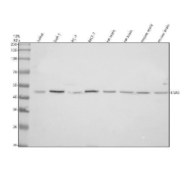Anti-EGR3 Antibody Picoband®