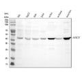 Anti-AHCY Antibody Picoband®