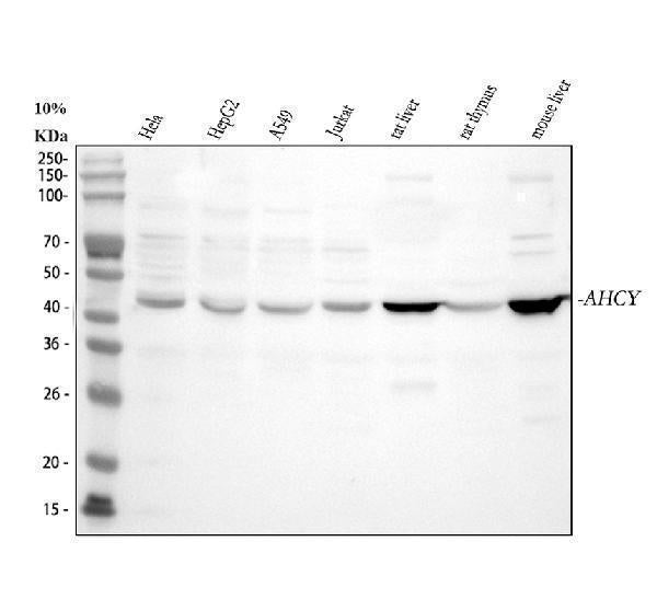 Anti-AHCY Antibody Picoband®