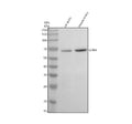Anti-GRK4 Antibody Picoband®