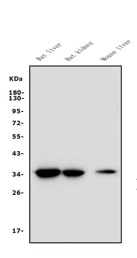 Anti-EIF2B1 Antibody Picoband®
