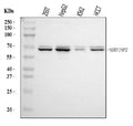 Anti-Alpha 2 Antiplasmin/SERPINF2 Antibody Picoband®