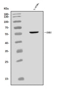 Anti-EHD2 Antibody Picoband®