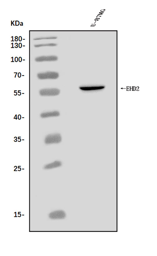 Anti-EHD2 Antibody Picoband®