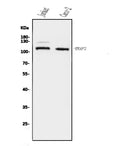 Anti-ERAP2 Antibody Picoband®
