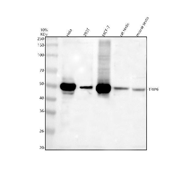 Anti-TRIP6 Antibody Picoband®