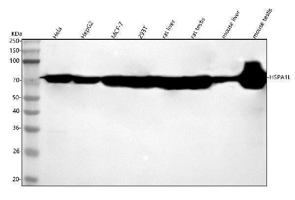 Anti-HSPA1L Antibody Picoband®