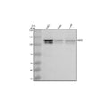 Anti-PARG Antibody Picoband®