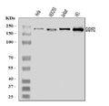Anti-GIGYF2 Antibody Picoband®