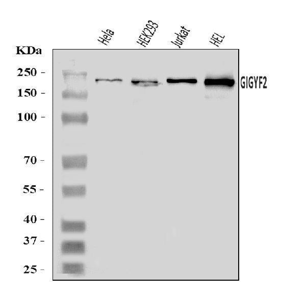Anti-GIGYF2 Antibody Picoband®