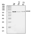 Anti-MS2/ADAM8 Antibody Picoband®