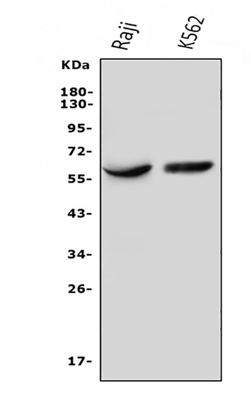 Anti-IL3RA/CD123 Antibody Picoband®