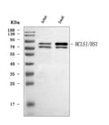 Anti-HCLS1 Antibody Picoband®