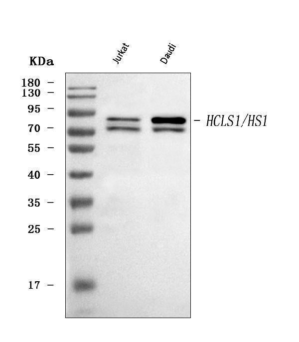 Anti-HCLS1 Antibody Picoband®