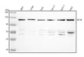Anti-EIF3B Antibody Picoband®