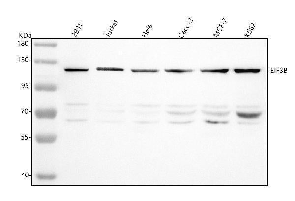 Anti-EIF3B Antibody Picoband®