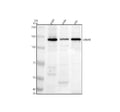 Anti-UBE4B Antibody Picoband®