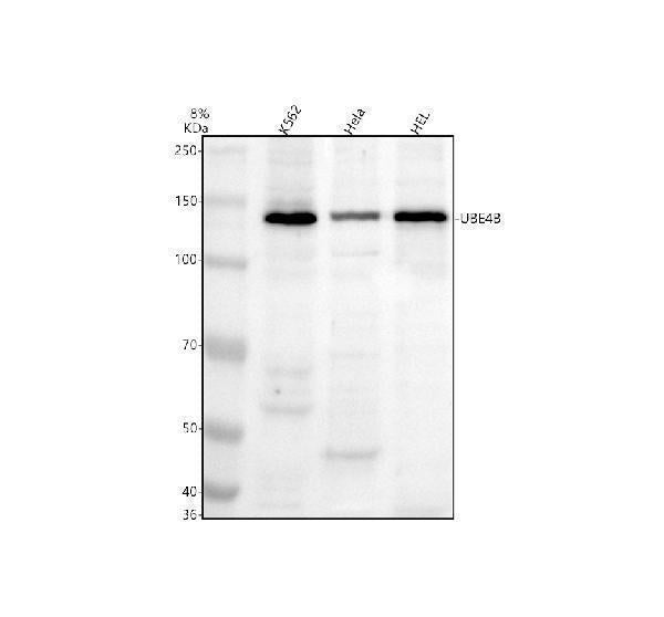 Anti-UBE4B Antibody Picoband®