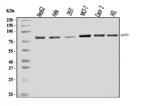 Anti-GFPT1 Antibody Picoband®