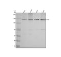 Anti-TTF2 Antibody Picoband®